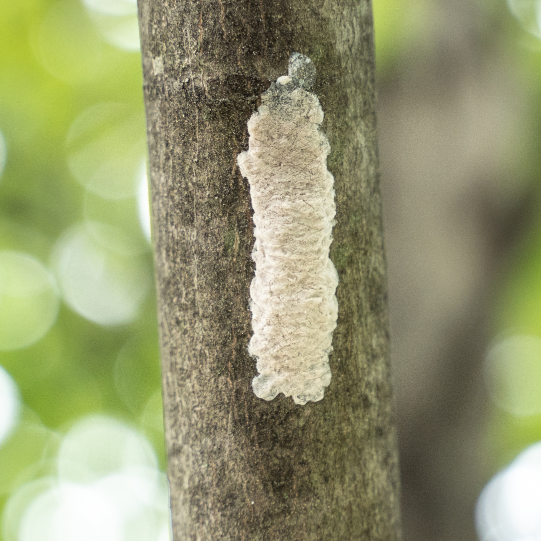 A spotted lanternfly egg mass on a tree